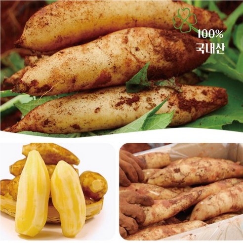 청원농산 햇야콘 5kg, 10kg