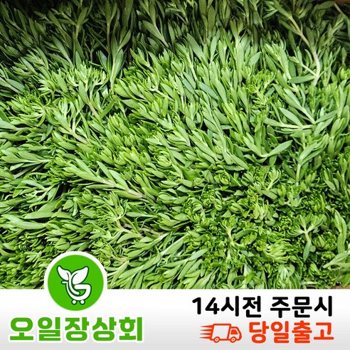 (오일장상회) 국내산 돌나물 돗나물 돈나물 1KG 2KG 4KG내외