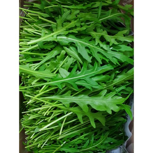 야채왕 와일드 루꼴라(베이비루꼴라)  중량별