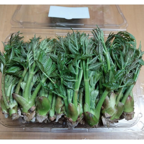 순창 참두릅 1Kg 원순