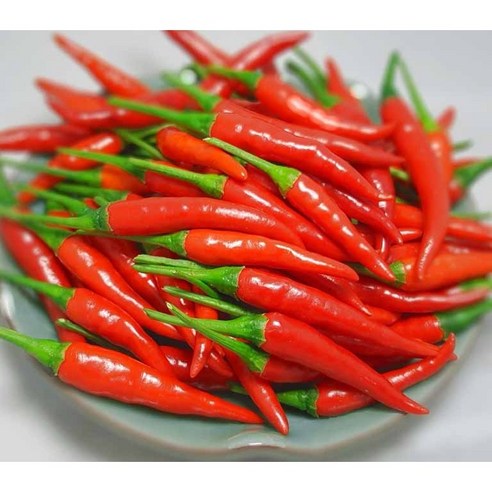 베트남 생고추 OT CAY TUOI VIET NAM, 1박스, 1KG