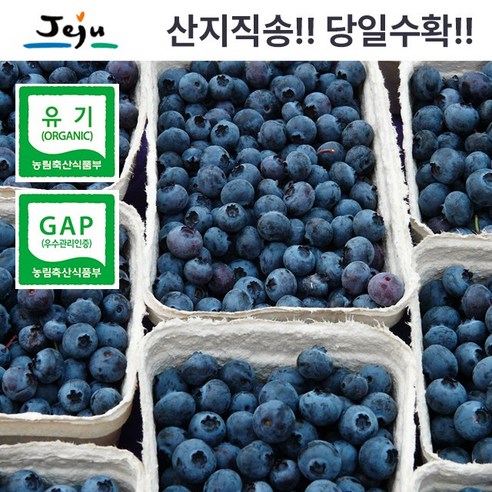 탐나베리팜 유기농 산지직송 제주 생블루베리 특 500g 16-18mm, 1개, 300g