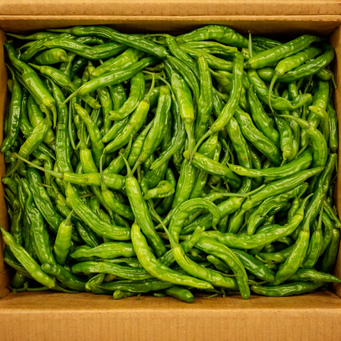 국내산 꽈리고추 햇 안매운 특품 최상품, 1개, 500g