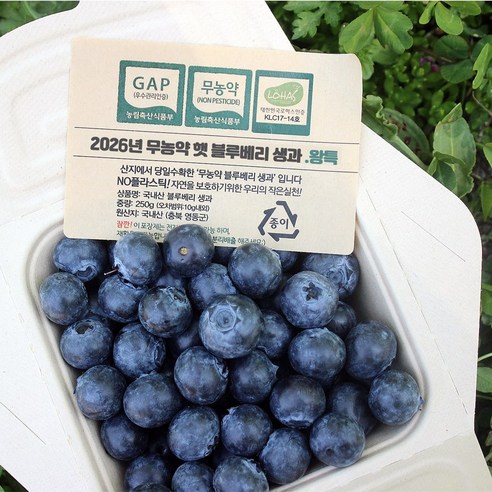 국산 무농약 햇블루베리 영동 생블루베리 생과 250g 500g 1kg, 1개