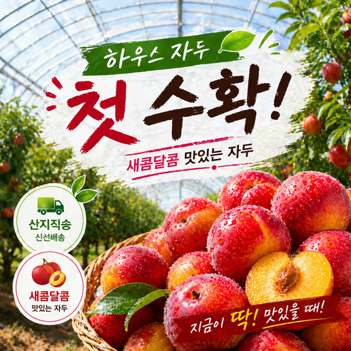 [초특가] 고당도 하우스자두 첫수확 산지직송, 1개, 300g