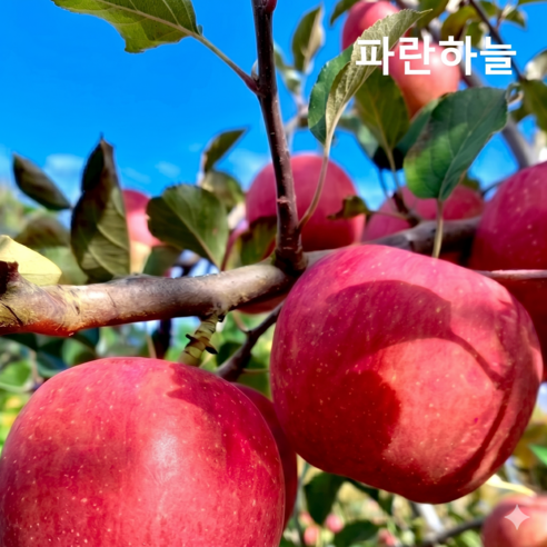 [초특가세일] 파란하늘 햇살가득 초고당도 부사사과