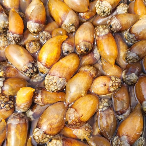 노씨고집 특품 국산 통영 미더덕, 1개, 500g (1차 손질)