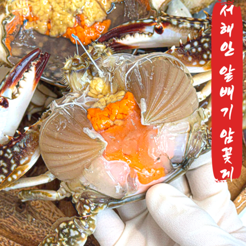 [서해직송] 국내산 제철 생물 알배기 활꽃게 암꽃게 특대 3kg 알수율 80%내외