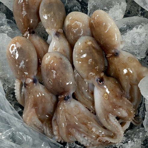 [당일조업] 청담농수산 서해안 활 쭈꾸미, 1개, 1kg (암수혼합)