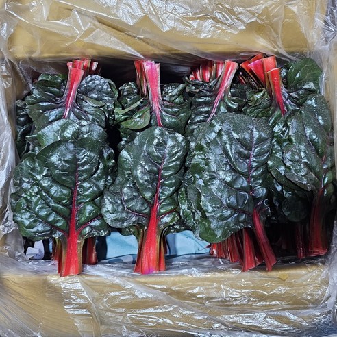 클릭마켓 국내산 적근대, 1개, 500g