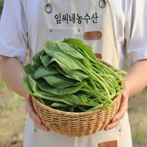 강원도 인제 명이나물 명이줄기 산마늘 대명이 잎명이 줄기명이 생명이나물