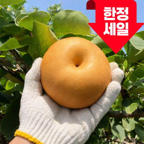 [100개 한정특가] 나주 신고배 고당도 당도선별 가정용 산지직송, 1박스, 5kg  [3~4인 가족]
