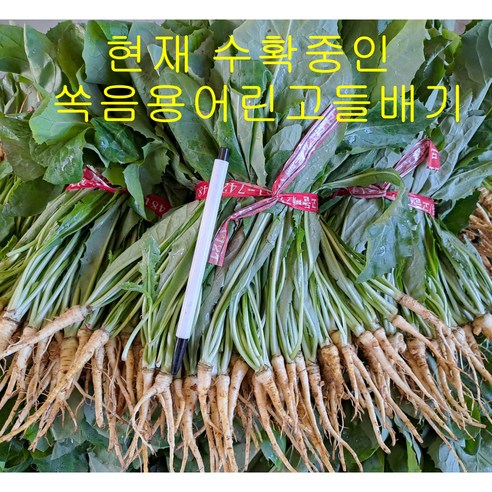 참농인고들빼기5단(하늘이내린약초 )