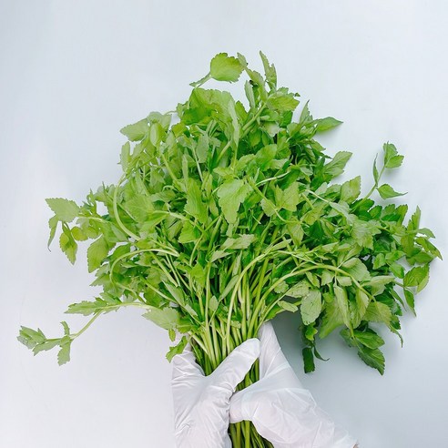 노씨고집 산지직송 정품 청도 미나리, 1개, 4kg
