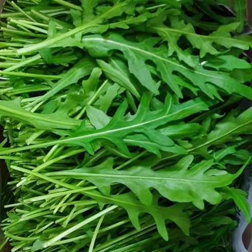 야채왕 와일드 루꼴라(베이비루꼴라) 중량별, 1개, 50g