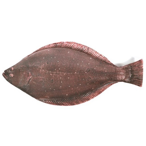 피쉬앤팬시 광어 생선 필통, 혼합색상, 1개