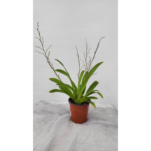 온시디움 트윙클 환타지아 소형