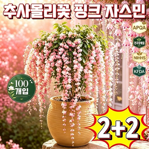 1+1 추사몰리꽃 자스민 추사몰리꽃 핑크자스민 폭포 자스민묘목 추사몰리꽃 자스민모종 태국 수입 수선 재스민묘목 태국 수입 수선 재스민 쟈스민 꽃나무 향기좋은 자스민 화분 포장 증정