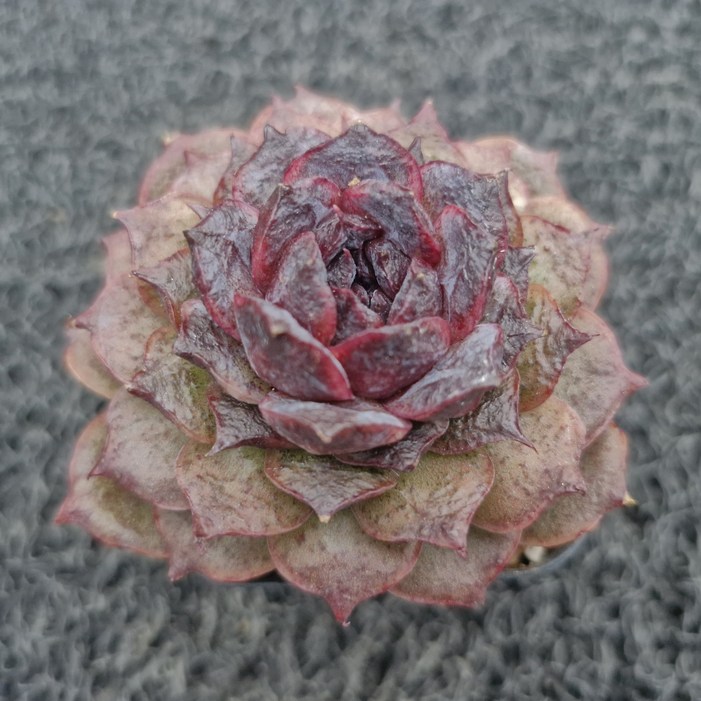 봄의정원    블랙코코소품 다육