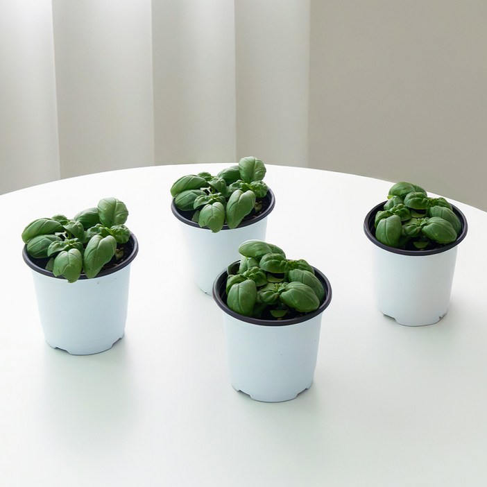 로켓프레시 코코도르팜 허브 바질 포트 소형, 랜덤발송, 4개