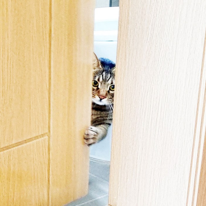 방문 펫도어 [고양이 자동문] 반려동물 스스로 여닫는 신개념 캣도어 강아지 고양이 여닫이문