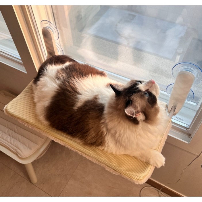 마아 고양이 강력 흡착 폴딩식 창문 해먹, 혼합색상, 1개