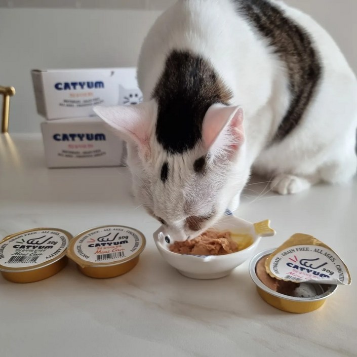 베러펫 고양이습식 고양이캔 고양이습식사료, 연어, 30g, 36개