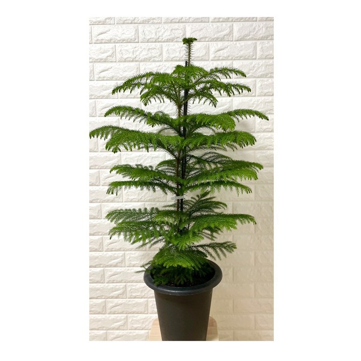 나만의화원 아라우카리아 트리나무 아라우카리아대형