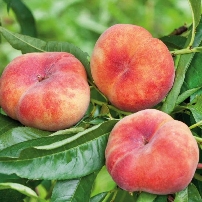 목하원예조경 거반도 납작복숭아 묘목 접목1년생 중묘 대과종 납작 복숭아나무 노지월동 정원과일나무, 1개