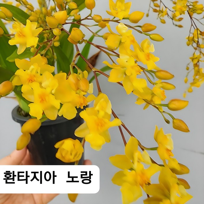 [부자농원] 환타지아 상신골드