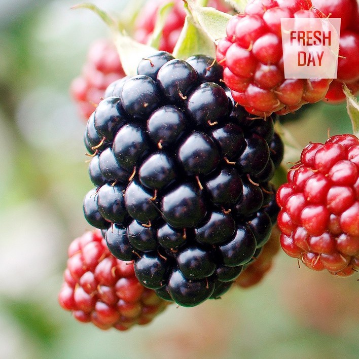 [프레시데이] 고창 슈퍼 복분자 블랙베리 냉동 생과