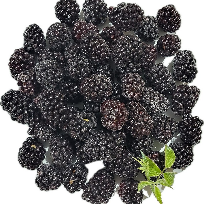 백운팜 햇 블랙베리 슈퍼복분자급냉 에어세척3차선별