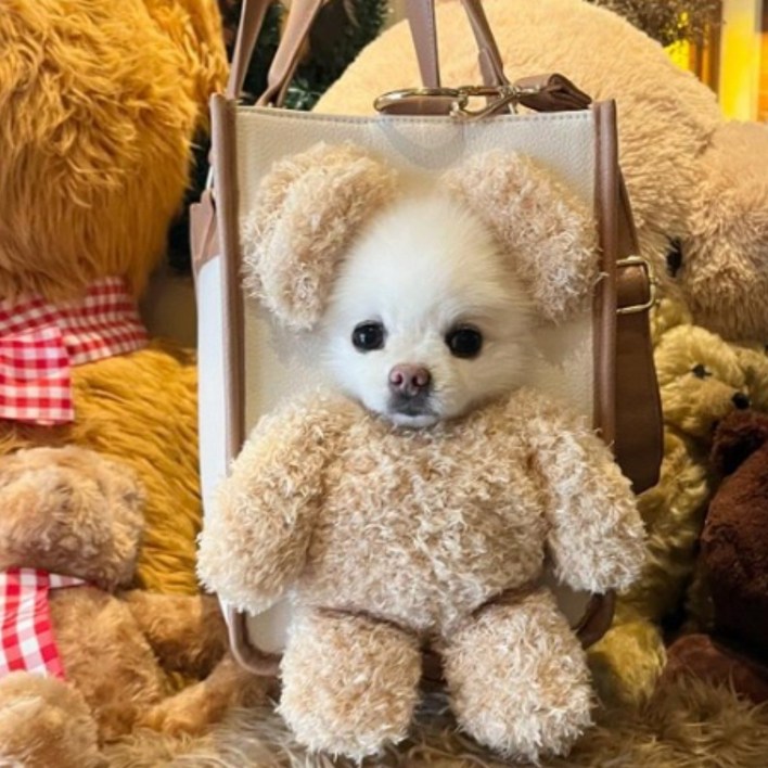 아키즈 빼꼼캐리어 강아지 고양이 반려동물 이동가방 곰돌이 캐리어, 1개, 베이지