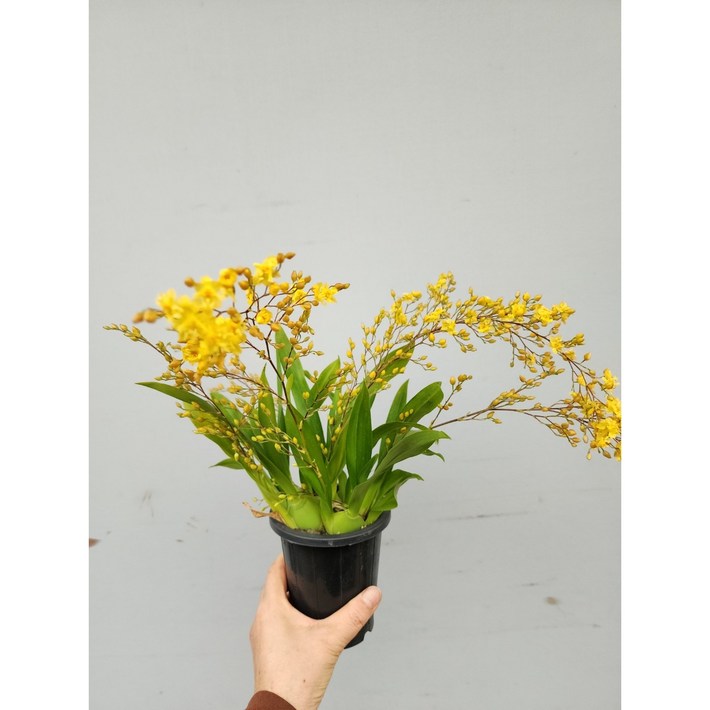 플라워사랑 온시디움 환타지아 노랑 상신골드