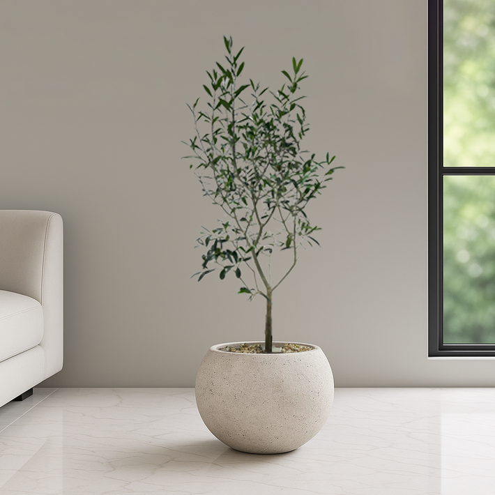 농원청년 달항아리화분 개업화분 거실화분 개업식화분 카페 병원 사무실 개원 인테리어식물 개업 집들이선물 실내 공기정화식물 올리브나무 홍콩야자 쉐프렐라 여인초 뱅갈고무나무 아레카야자, 1개