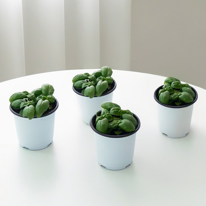 로켓프레시 코코도르팜 허브 바질 포트 소형, 랜덤발송, 4개