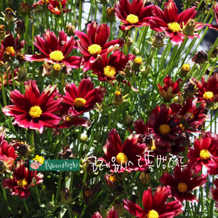 리틀뱅레드 4포트 키작은 코레옵시스복남이네야생화 모종 왜성 coreopsis