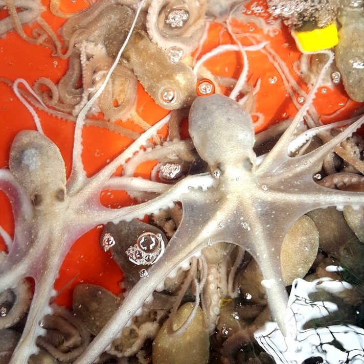 보성농수산 벌교 갯뻘 산낙지 세발낙지 한입거리 탕탕이 맛있어요, 1개, 소 10마리