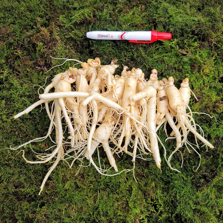 금산인삼 수삼 파삼 4~6년근 무료세척 750g, 무료고압세척(약50g감량)