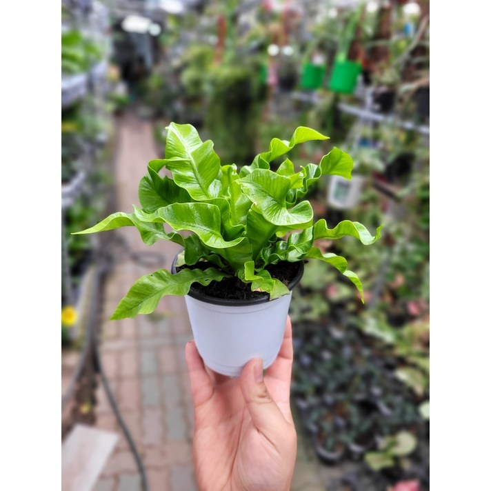 크리스피웨이브고사리 코브라아비스 15~30cm 159