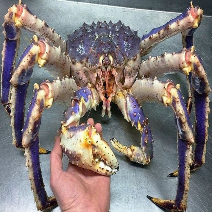 케이앤핫 [활킹크랩] 러시아 블루 킹크랩(2kg), 1개
