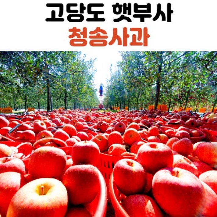 청송 가정용 햇 사과 5kg 10kg, 중과