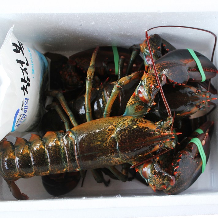 최상급 활 랍스타 캐나다산(항공직송) 바닷가재 500g 1kg, 1개, 랍스터 (700g×1마리)+(800g×1마리)