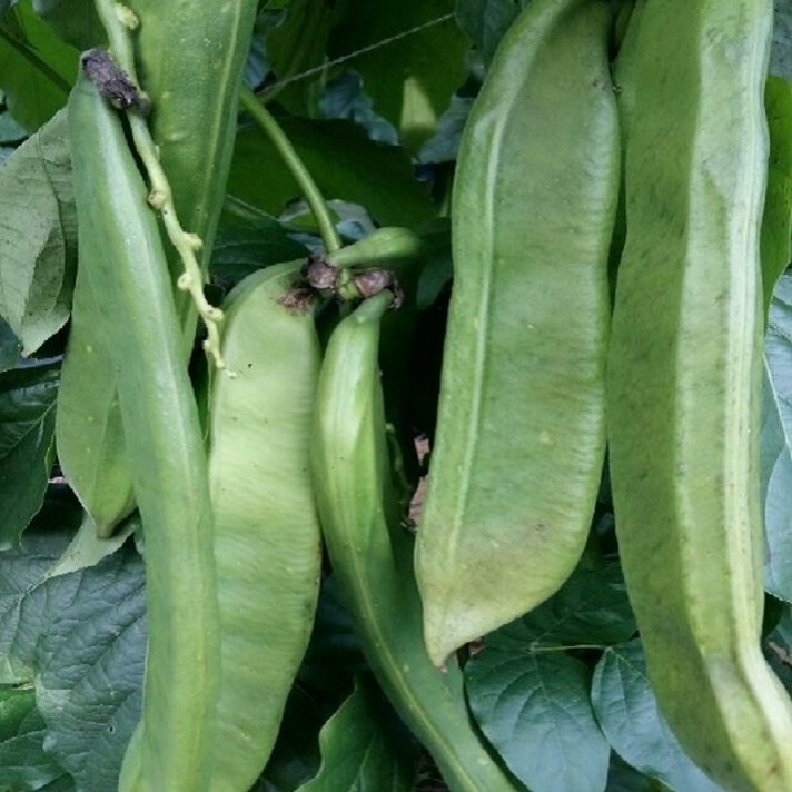 부여하늘농원 생작두콩 5kg10kg, 1개, 10kg