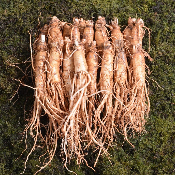 금산인삼 수삼 원수삼 대 무료세척 6년근 1채750g 10~13뿌리, 흙 묻은채 배송