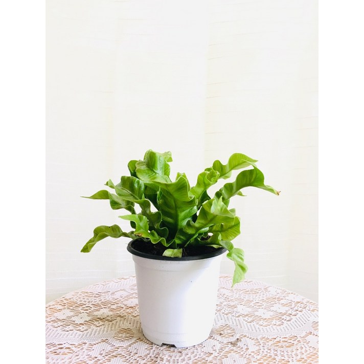 크리스피웨이브고사리 코브라아비스 소품 15~40cm 169