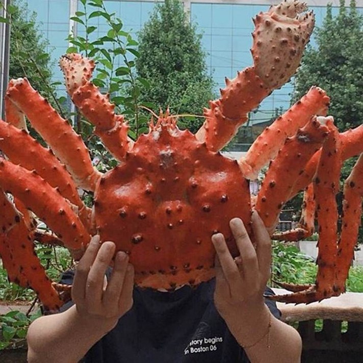 킹크랩 살아서가는 활킹크랩 2.5kg 수율80%, 1개, 3kg