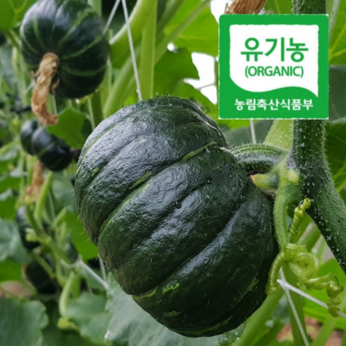 [당일발송]몸짱농부 해남 유기농 미니밤호박 미니단호박 2kg(4~5개) 4kg(8~10개) 무농약 친환경, 4kg(8~12개)