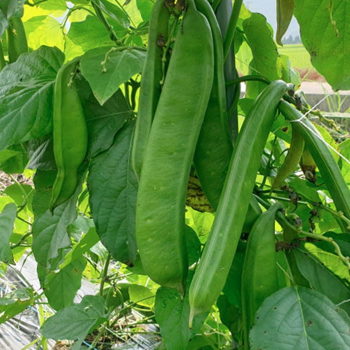 국내산 햇 생 작두콩 5kg 10kg