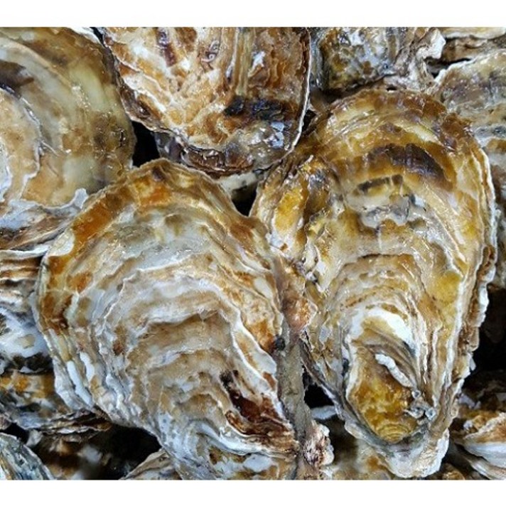 (연중생산) *가열조리용* 석화 각굴 통굴 5Kg 10Kg 15Kg 20Kg(구이 찜용)/개체굴/개체굴하프/홍가리비/자연산뿔소라/생굴/생산자산지직송, 석화 5Kg